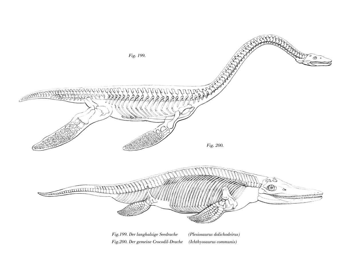 Plesiosaur (väri litho) tekijältä German School
