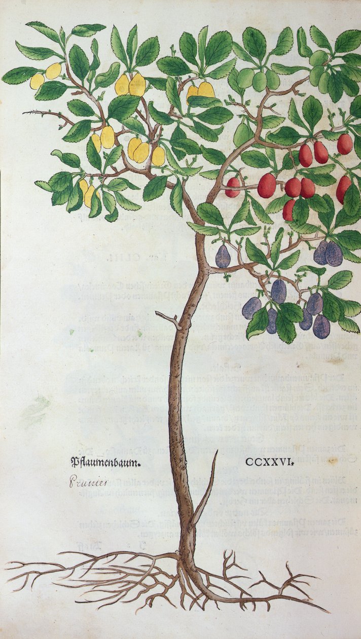 Luumupuu, Leonhart Fuchsin (1501-66) kasvitieteellinen levy Herbariumista, julkaistu Baselissa, 1543 tekijältä German School