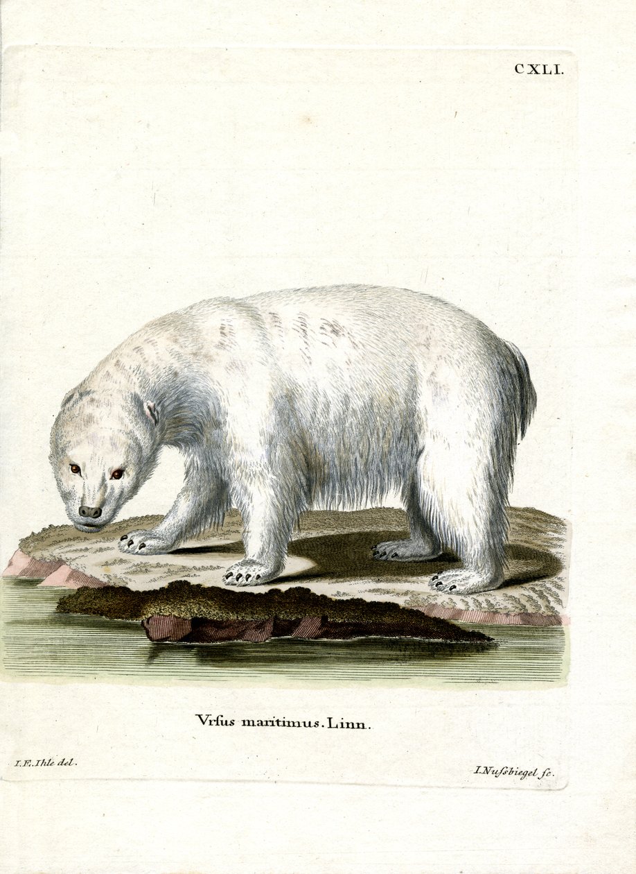 Jääkarhu (värillinen kaiverrus) tekijältä German School