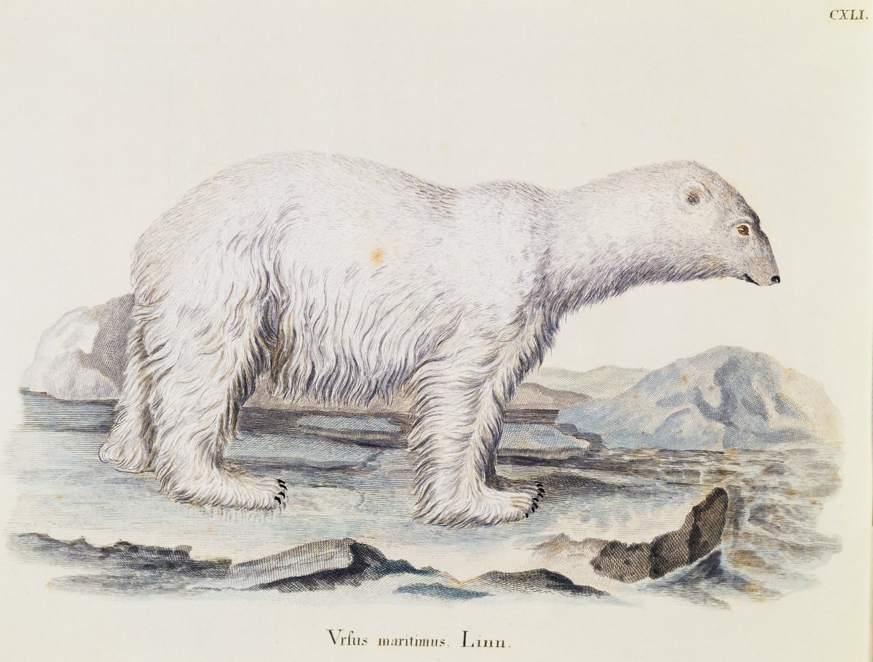 Jääkarhu (Ursus maritimus), teoksesta Mammals illustrated from Nature with descriptions, Johann Christian Daniel von Schreber (1739-1810), IC Bockin kaiverrus Marechalin piirroksen pohjalta, nide 3, taulukko 141, Saksa. tekijältä German School