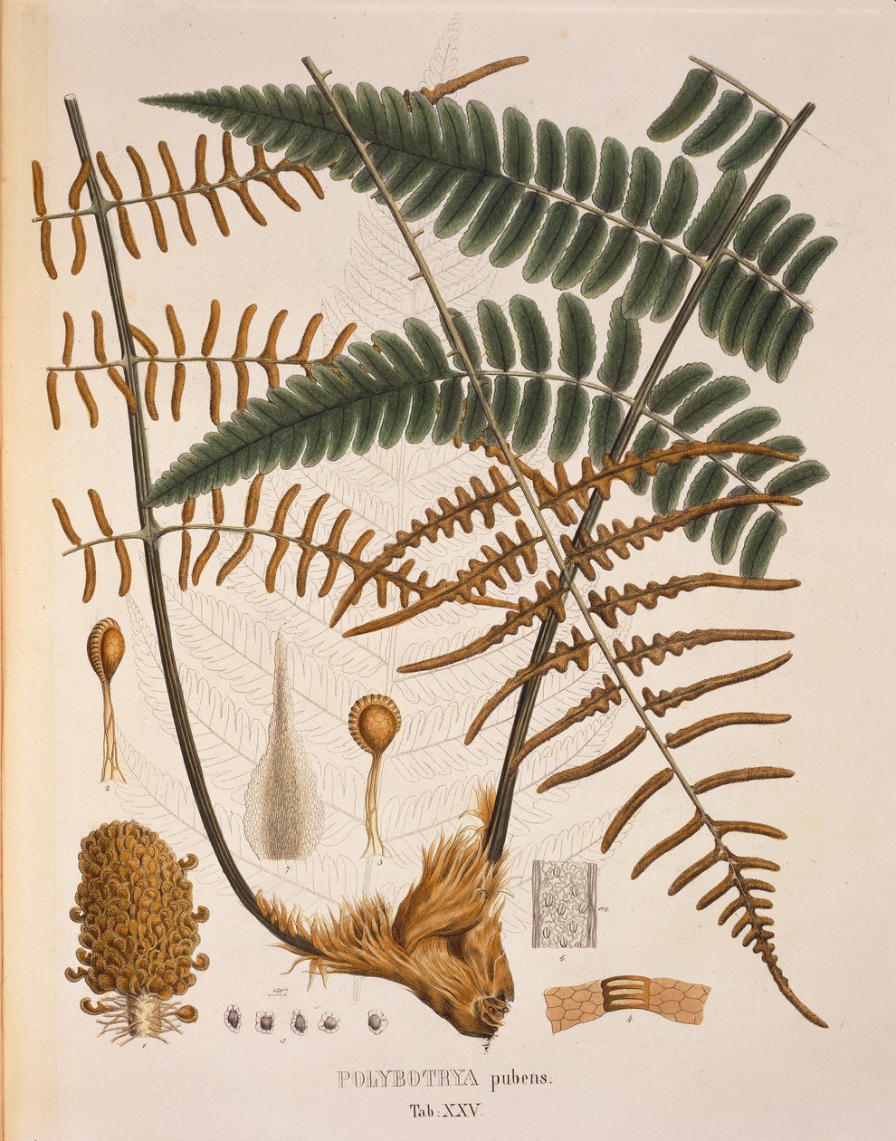 Polybotrya Pubens, pöytä XXV Johann Baptist Von Spixin ja Carl Friedrich Von Martiuksen Plantarum Cryptogamicarum Brasiliensiumilta tekijältä German School