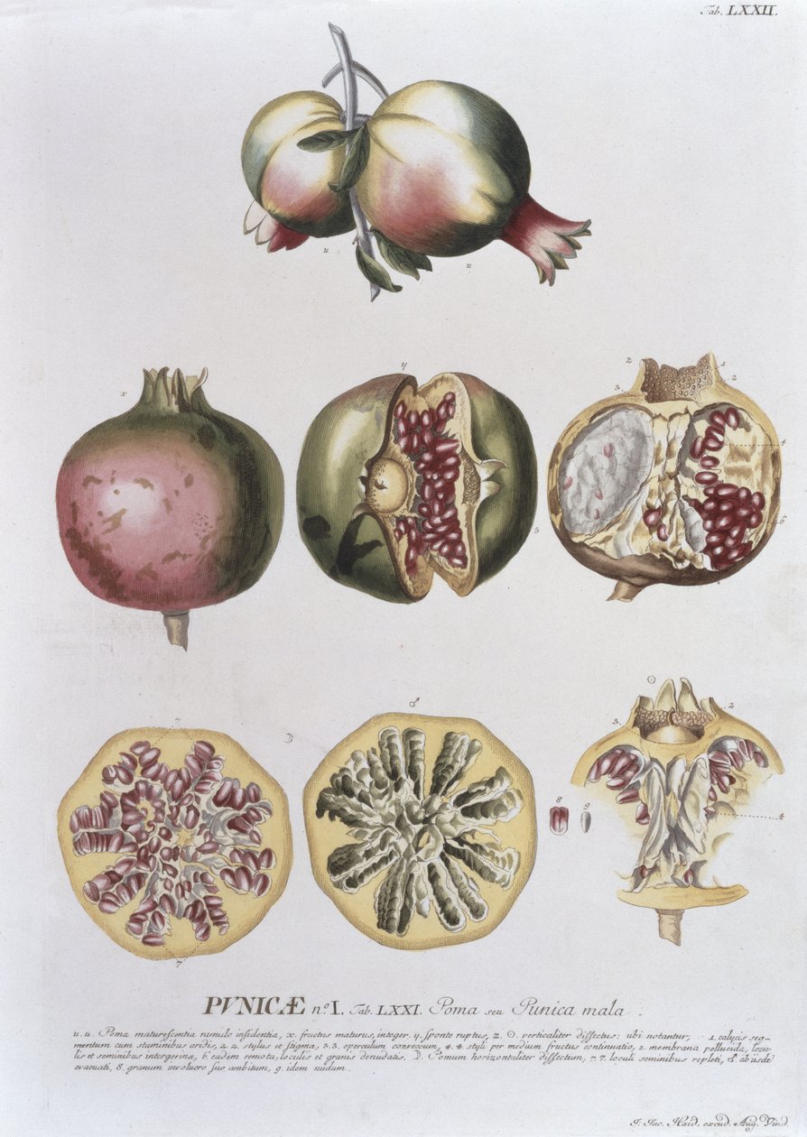 Granaattiomena, kaiverrettu Johann Jakob Haid (1704-67) levy 72 kasvitieteellisestä kirjasta, pub. Kirjailija: Augustus Vind tekijältä German School