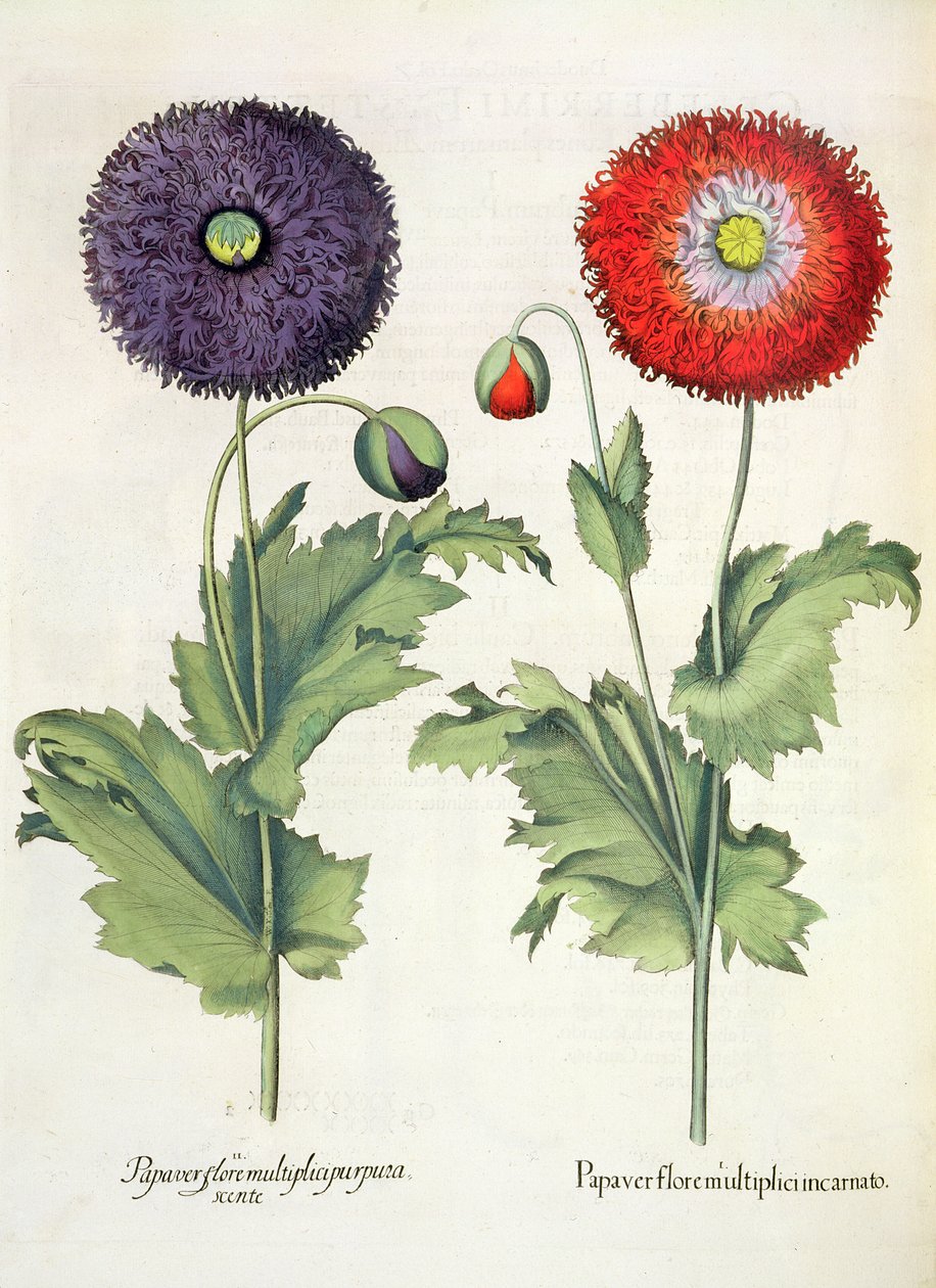 Unikot: 1. Unikko monikukkaisessa ruumiillistumassa; 2. Papaver-kukka Hortus Eystettensisistä, kirjoittanut Basil Besler (1561-1629), pub. 1613 tekijältä German School