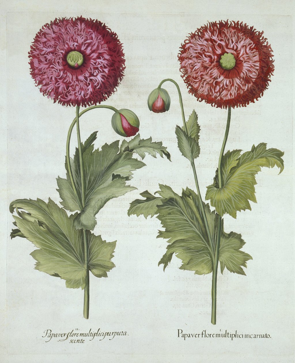 Unikot, Hortus Eystettensis, Basil Besler (1561-1629) pub. 1613 tekijältä German School