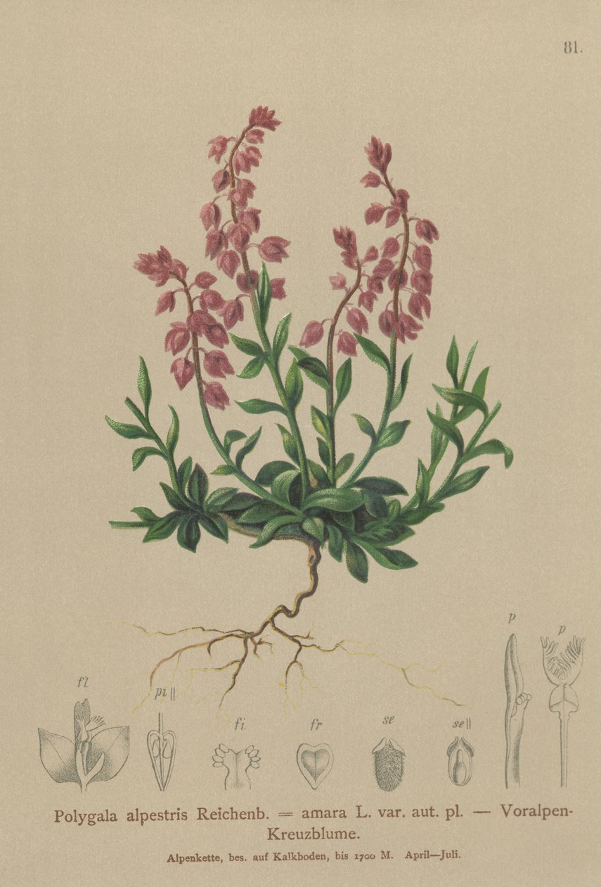 Esialppimaito (Polygala alpestris, Polygala amara var. aut. pl., Polygala brachyptera) tekijältä German School