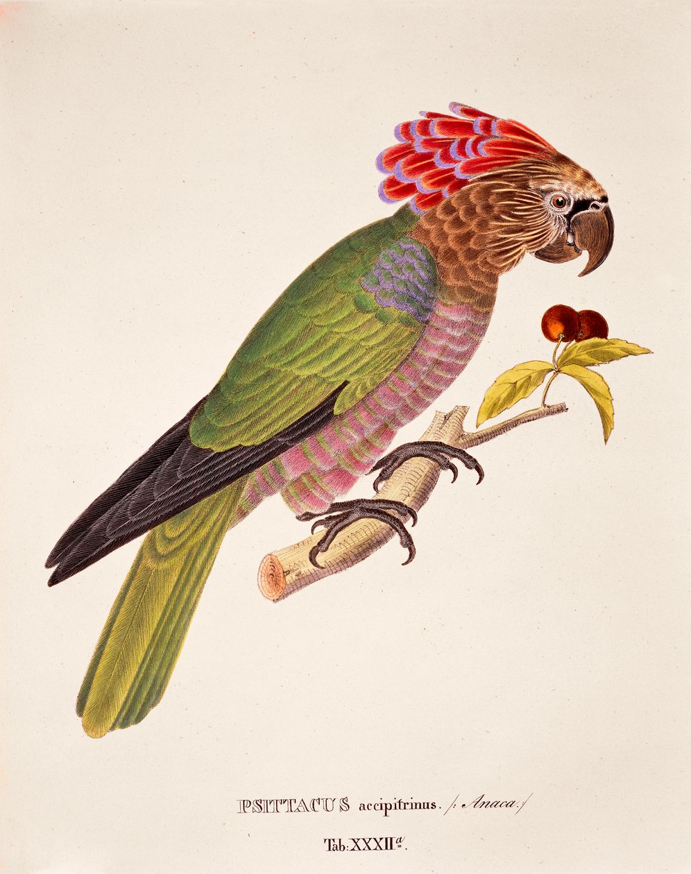 Psittacus Accipitrinus, pöytä XXXII Johann Baptist Von Spixin ja Carl Friedrich Von Martiuksen julkaisusta "Avium Species Novae Per Brasiliam" tekijältä German School