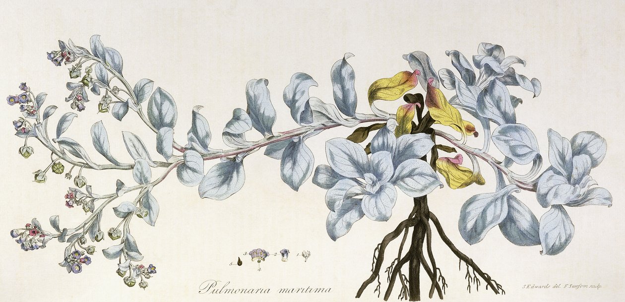 Pulmonaria Maritima, 1785-1788 tekijältä German School