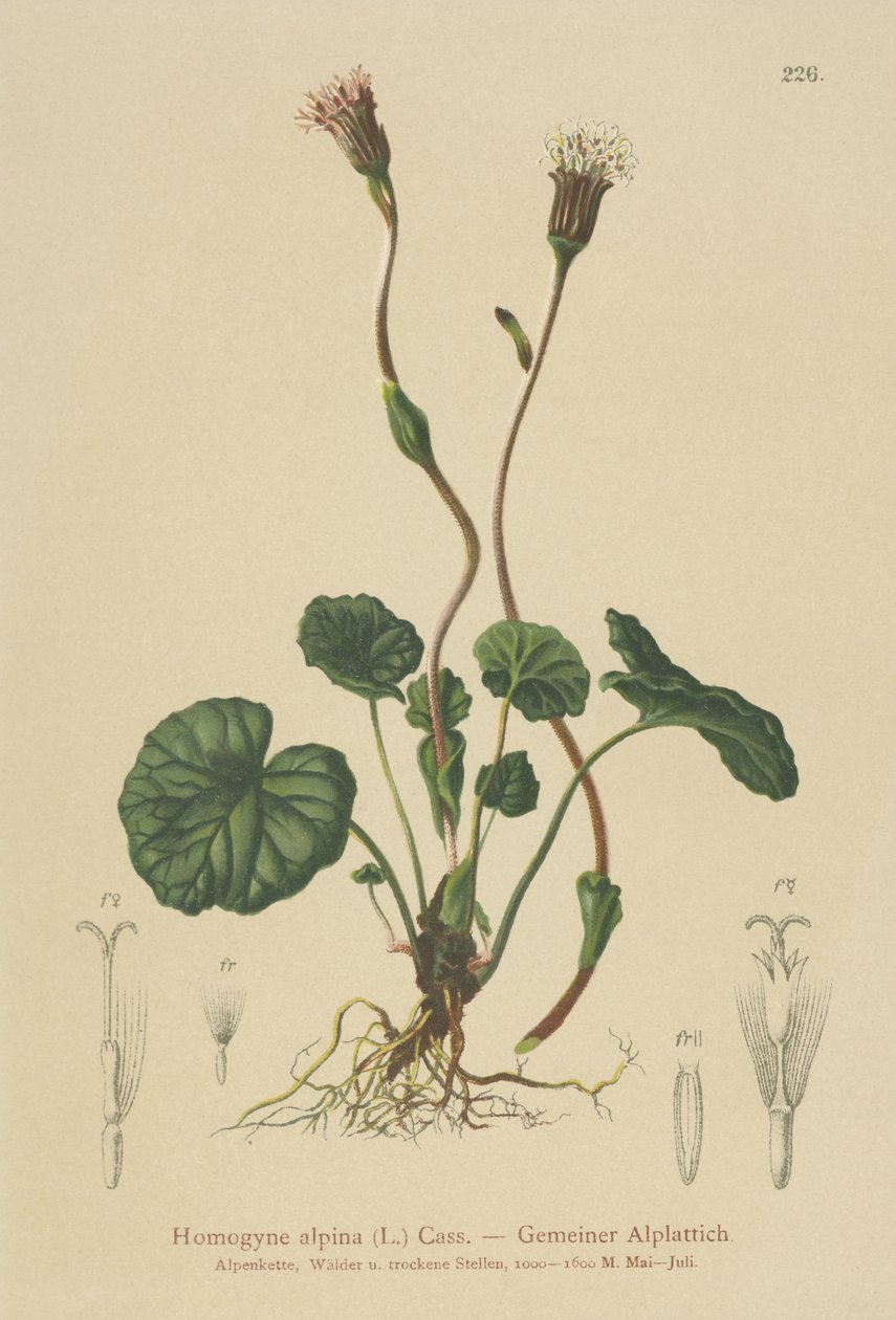 Violetti varsajalka (Homogyne alpina) tekijältä German School