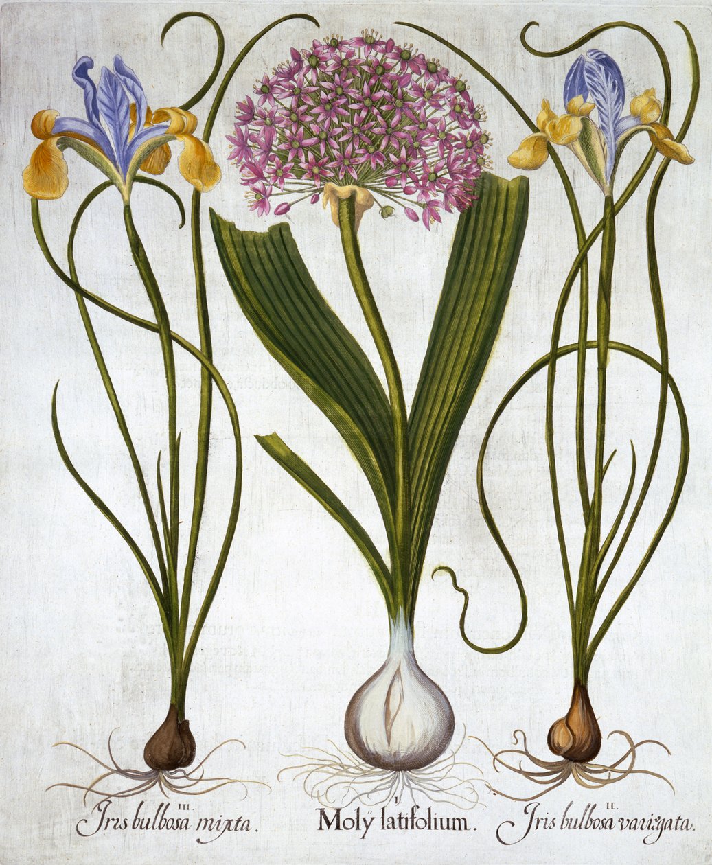 Purple Sensation ja Spanish Irises, Hortus Eystettensis, kirjoittanut Basil Besler (1561-1629), pub. 1613 (käsinvärinen kaiverrus) tekijältä German School