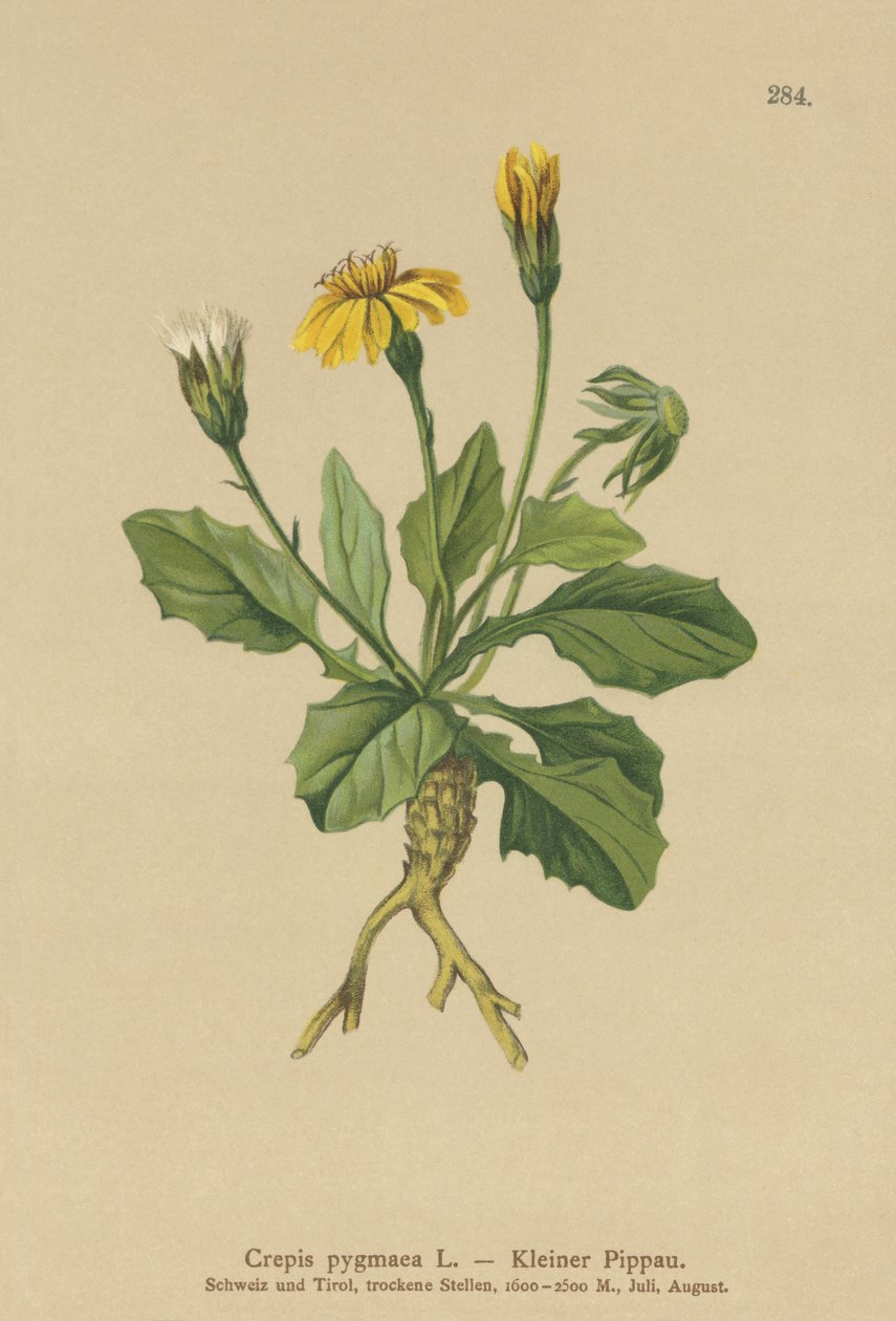 Kääpiöhaukkaparta (Crepis pygmaea, Hieracium pumilum) tekijältä German School