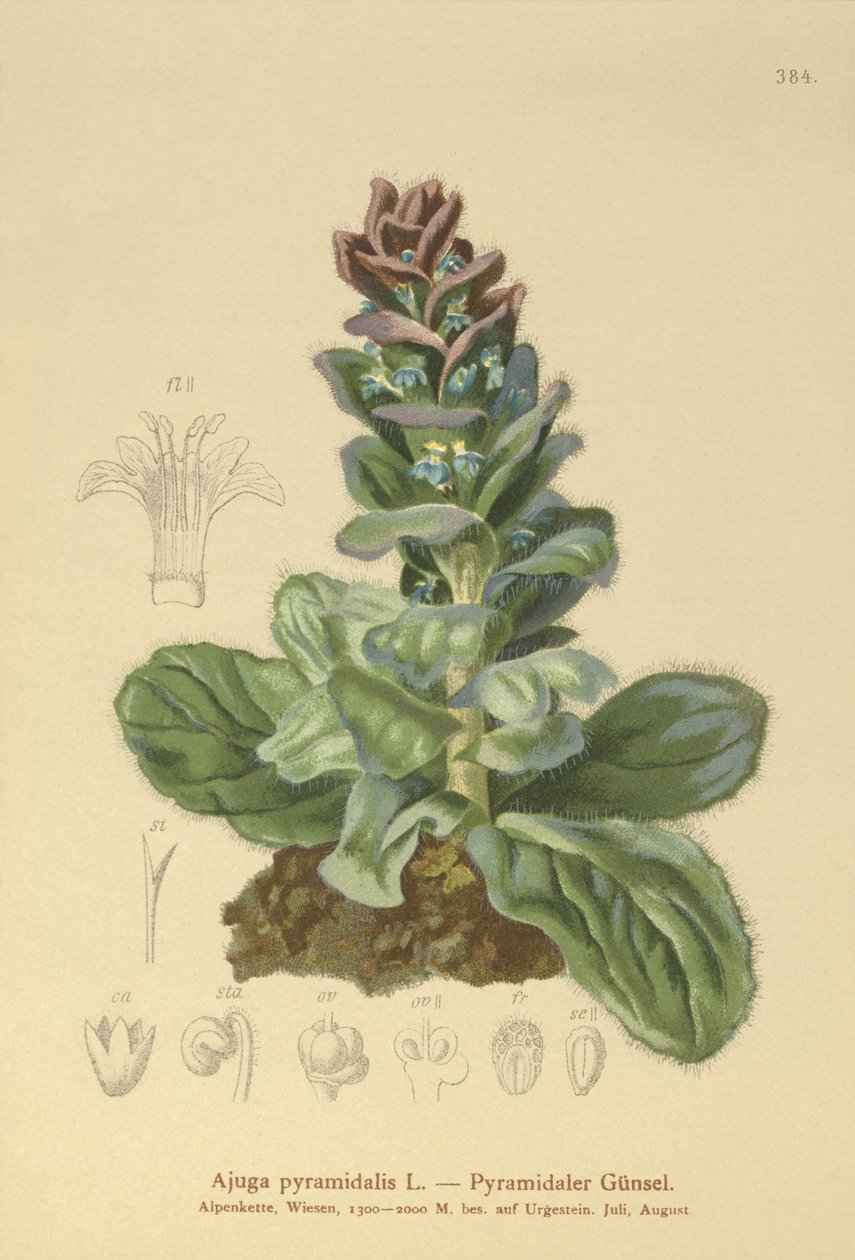 Pyramidihärveli (Ajuga pyramidalis) tekijältä German School