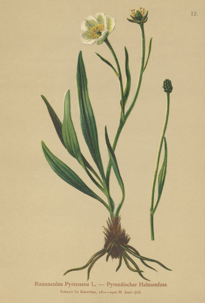Pyreneiden varisjalka (Ranunculus Pyrenaeus) tekijältä German School