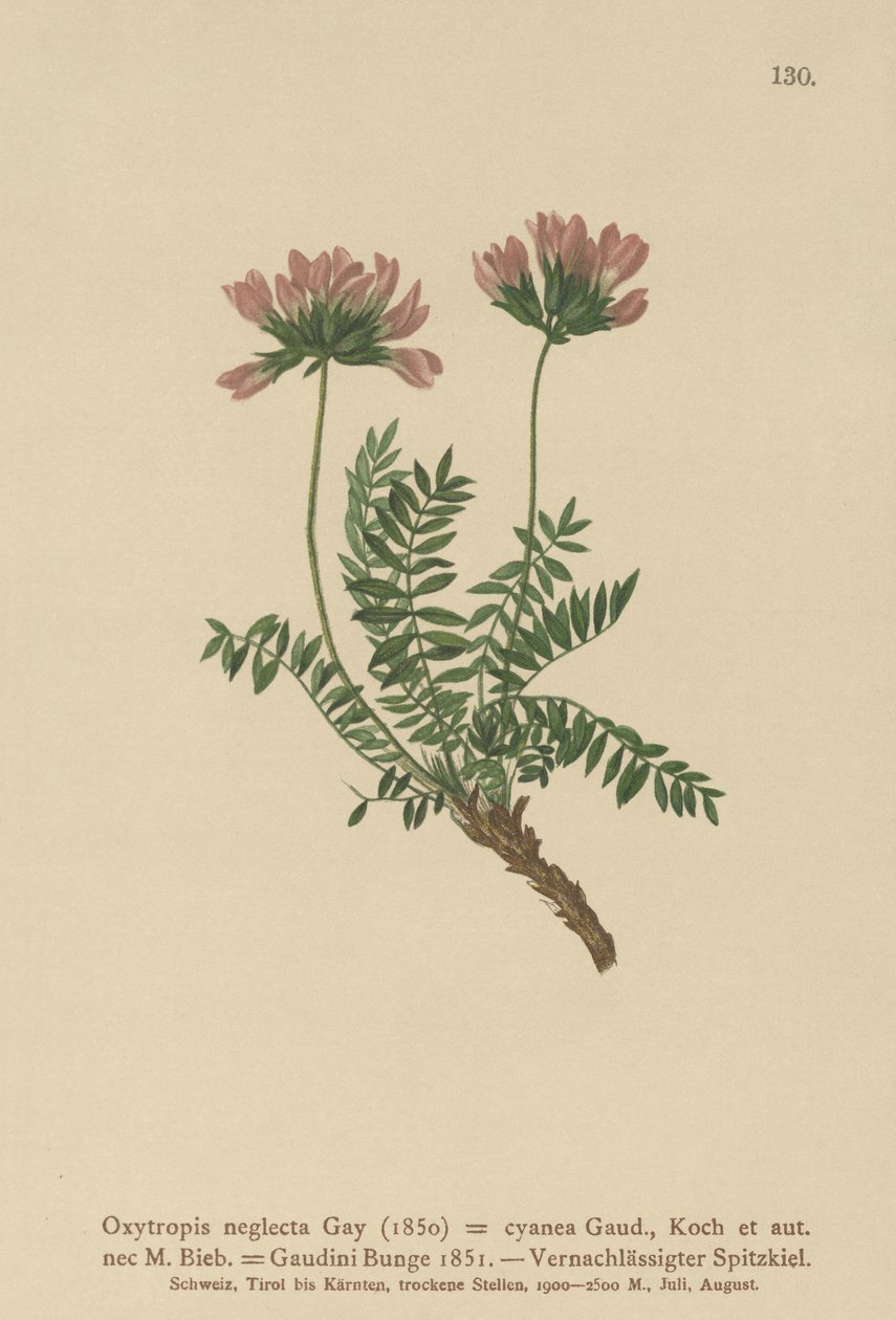 Pyreneiden maitovirna (Oxytropis neglectus, Oxytropis cyanea, Oxytropis Gaudini, Oxytropis albana, Oxytropis caucasica, Oxytropis pyrenaica, Astragalus pyrenaicus) tekijältä German School
