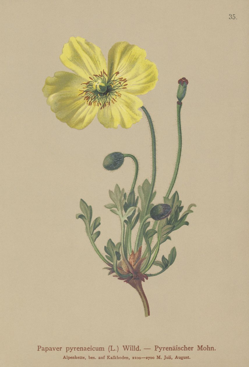 Pyreneiden unikko (Papaver pyrenaeicum, Papaver alpinum sub.) tekijältä German School