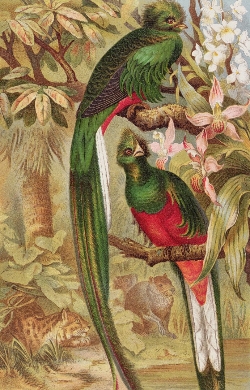 Quetzal, levy Brehms Tierlebenistä: Allgemeine Kunde des Tierreichs, vol.5, s.6, julkaisija Bibliographisches Institut, 1892 tekijältä German School