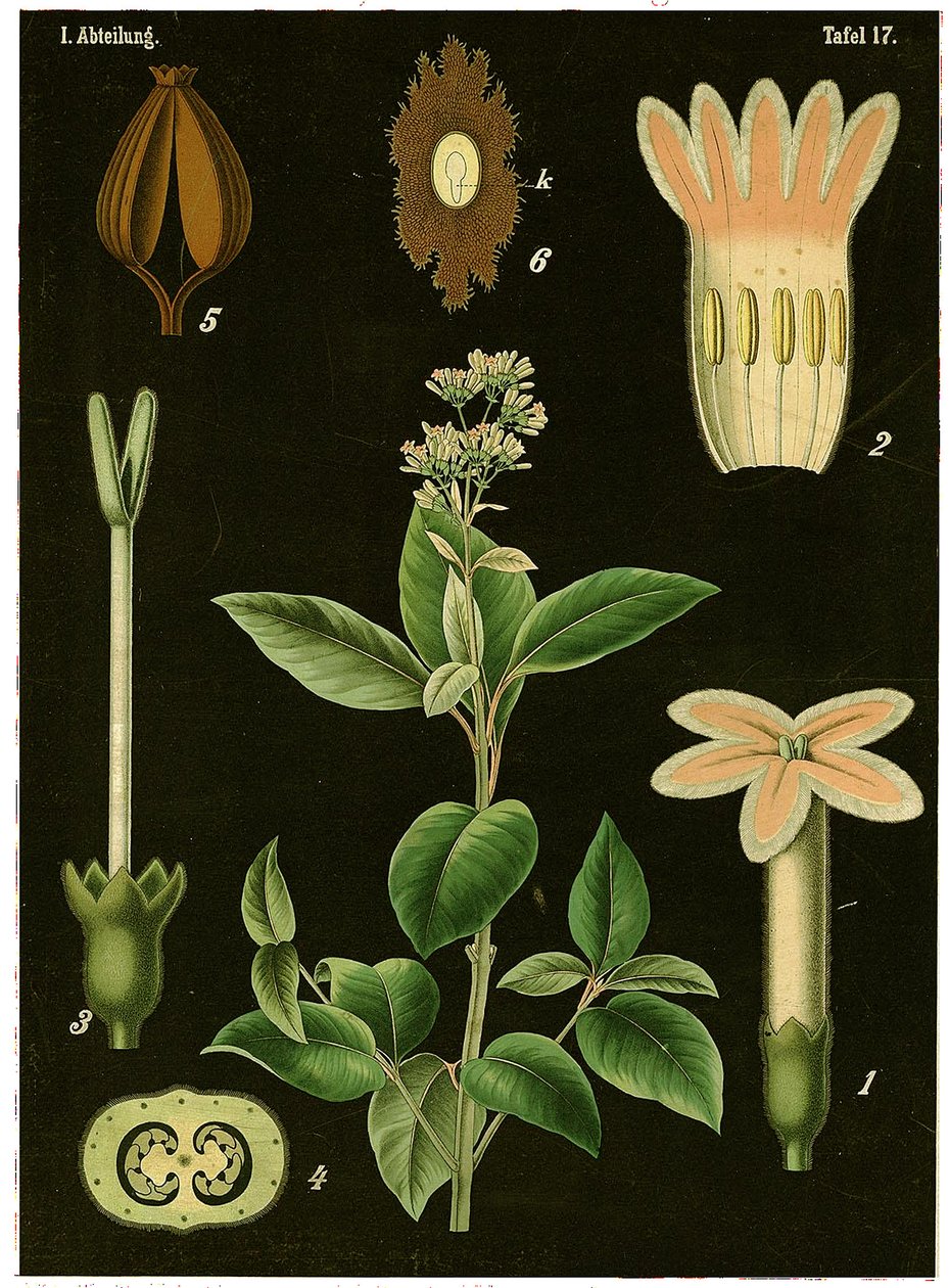 Kiniinipuu (Cinchona Calisaya) n. 1890 (kromolitografia) tekijältä German School
