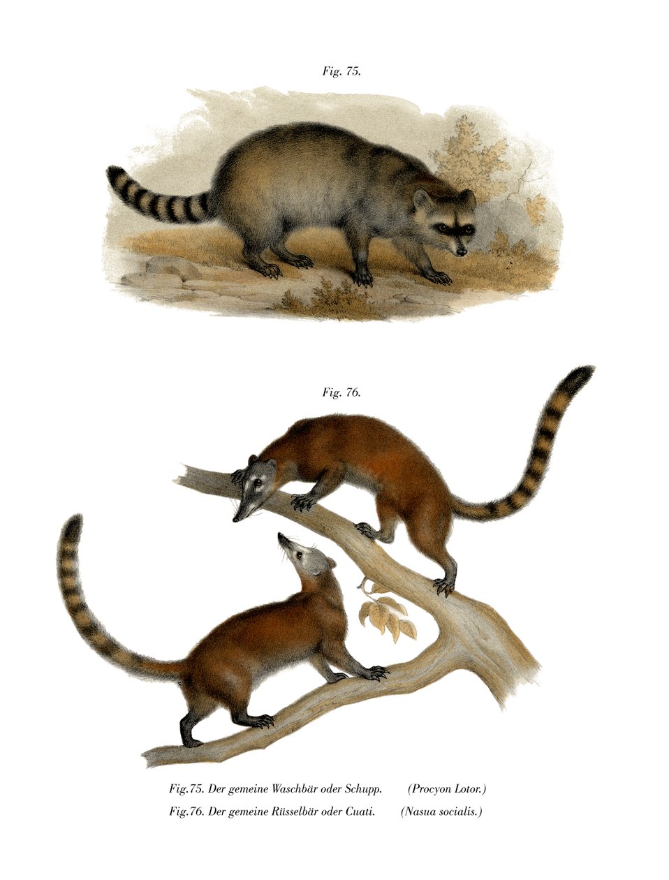 Racoon, 1860 tekijältä German School
