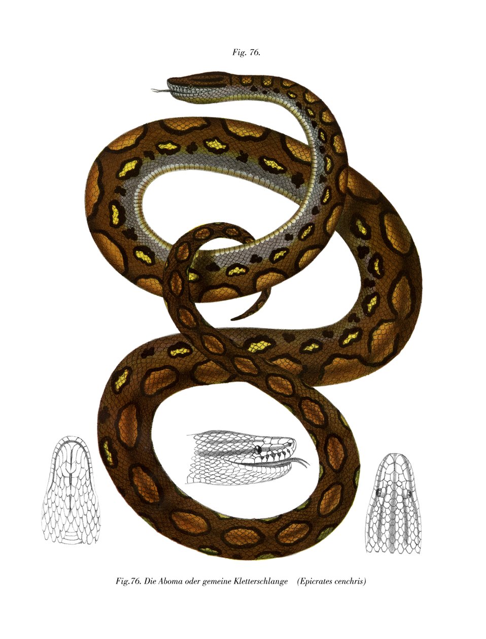 Rainbow Boa (väri litho) tekijältä German School