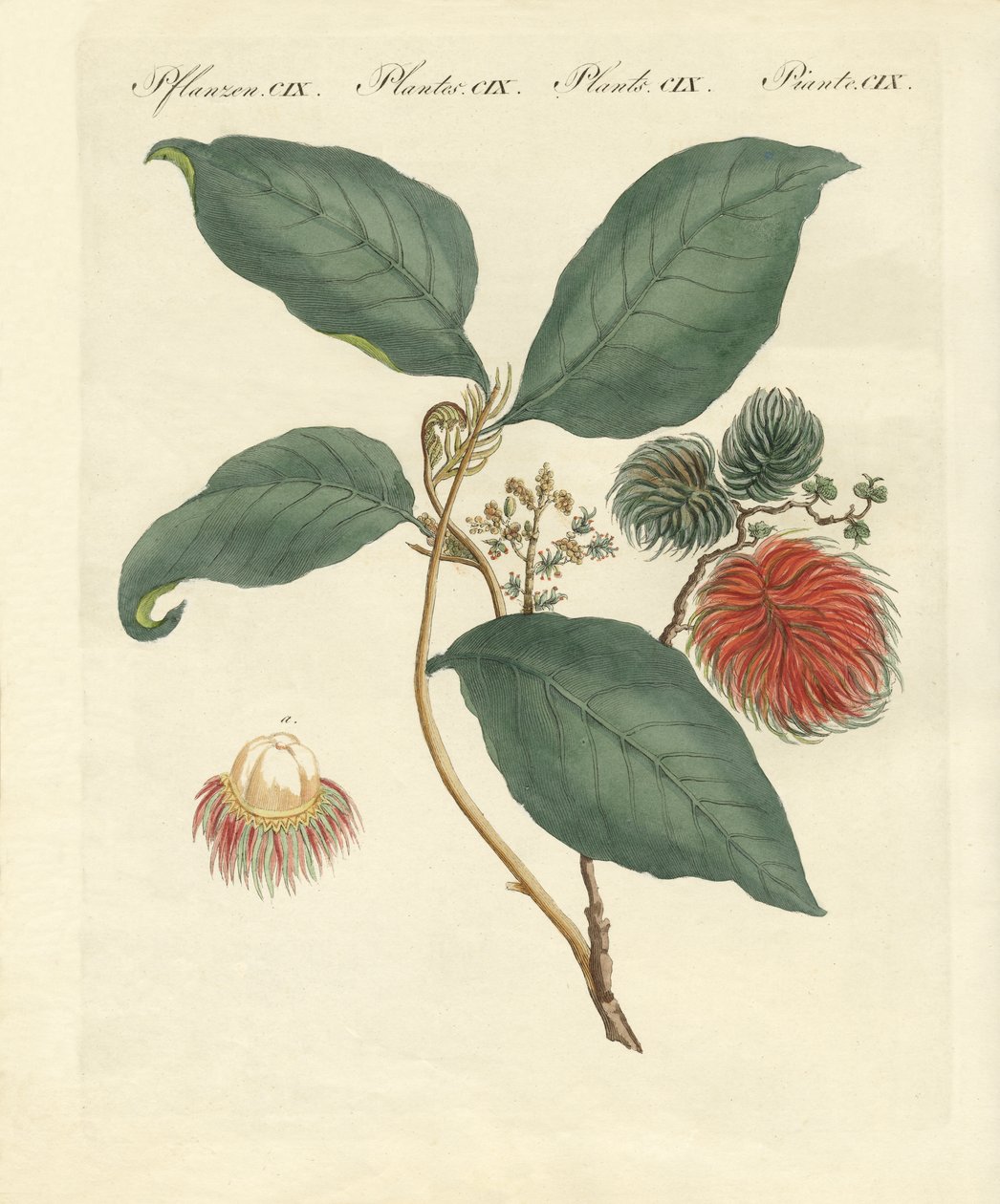 Rambutan puu (värillinen kaiverrus) tekijältä German School
