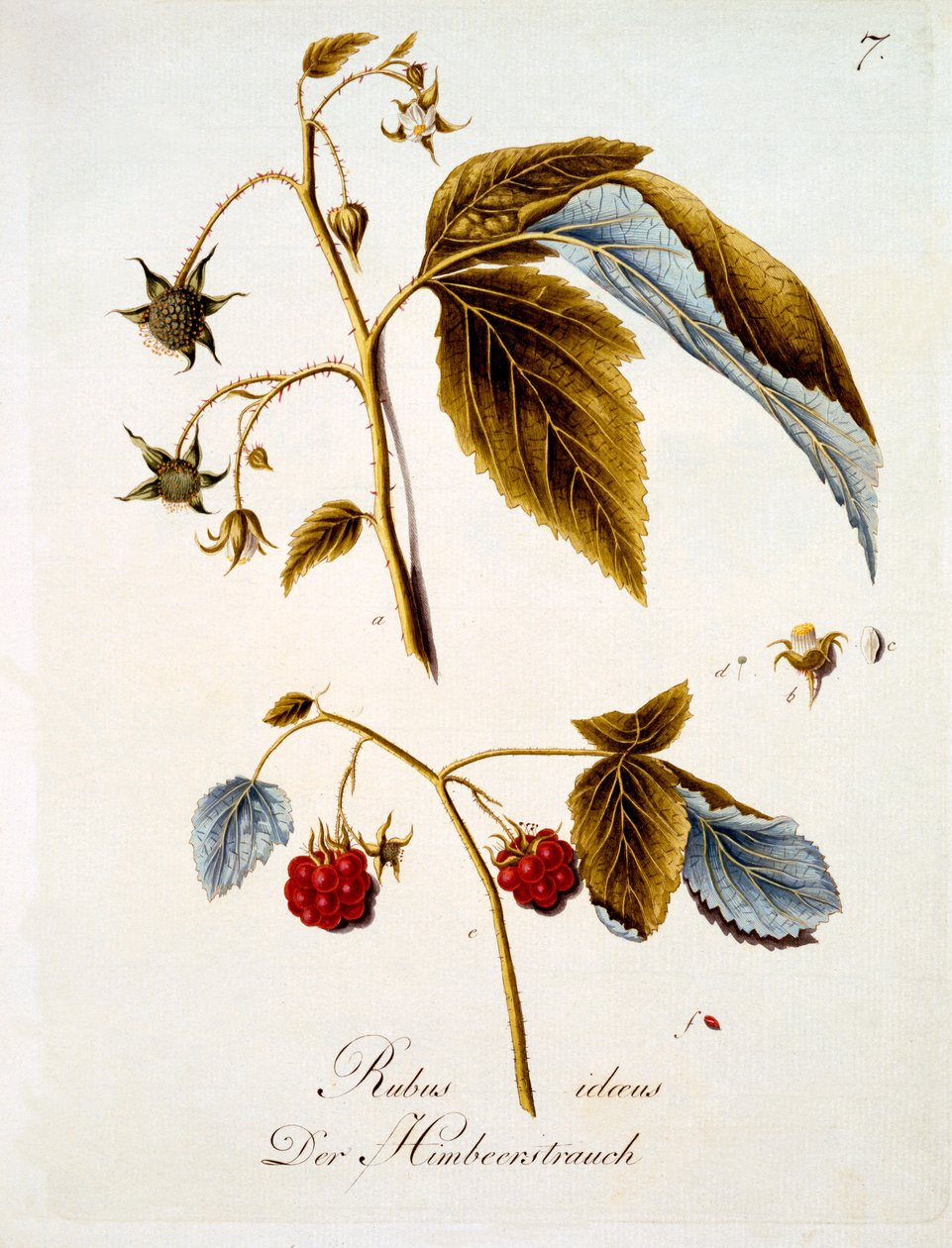 Vadelma, kuvitus Johann Daniel von Reitterin saksalaisten luonnonkukkien kirjasta, julkaistu n. 1803-5 tekijältä German School