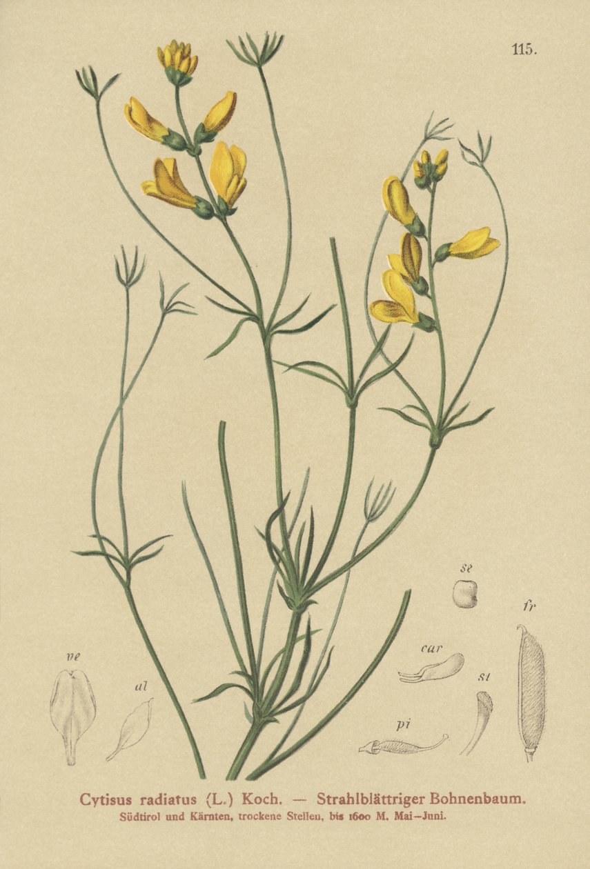 Sädeluuta (Cytisus radiatus, Cytisanthus radiatus, Genista radiata) tekijältä German School