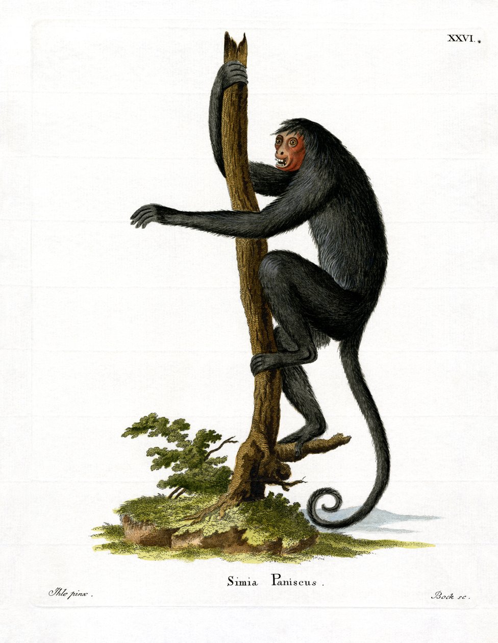 Punanaamainen Spider Monkey (värillinen kaiverrus) tekijältä German School