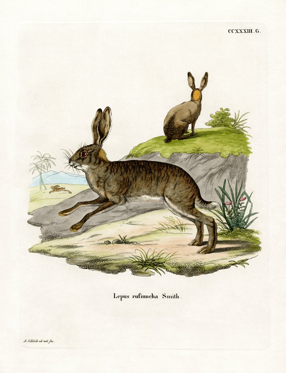 Punakaulainen Scrub Hare (värillinen kaiverrus) tekijältä German School