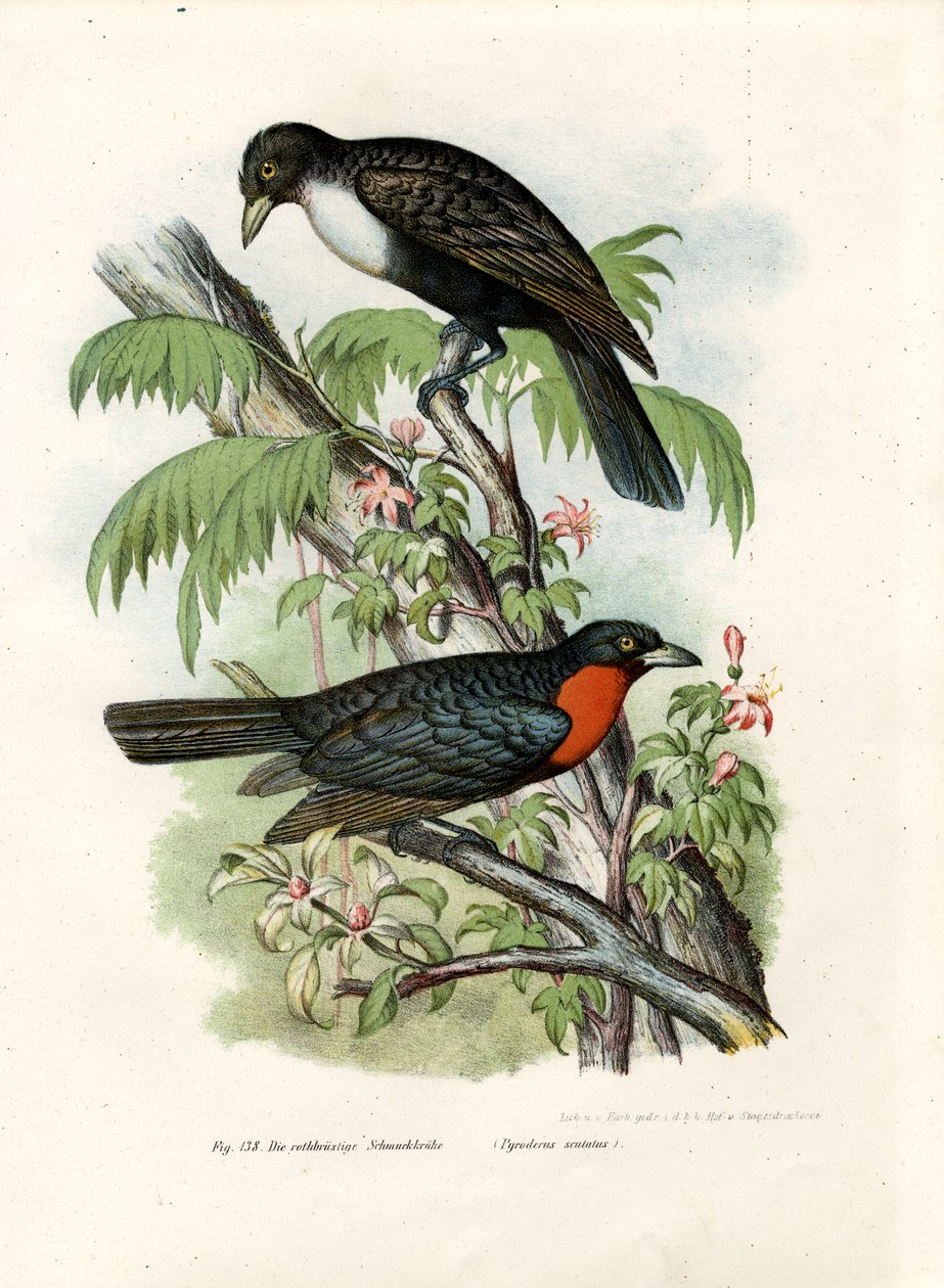 Punaruskea hedelmävarsi, 1864 tekijältä German School