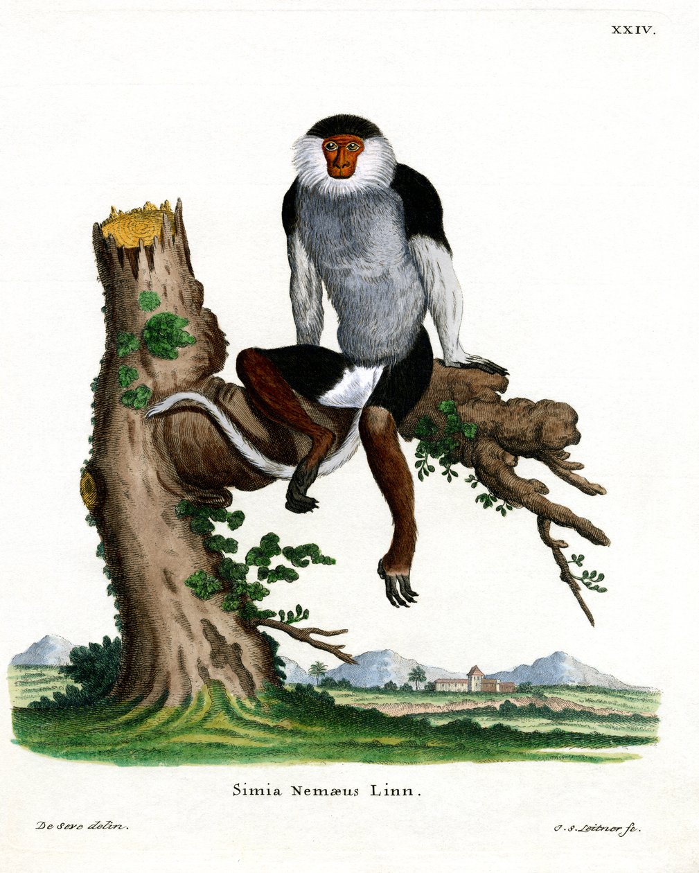 Punavartinen Douc Langur (värillinen kaiverrus) tekijältä German School