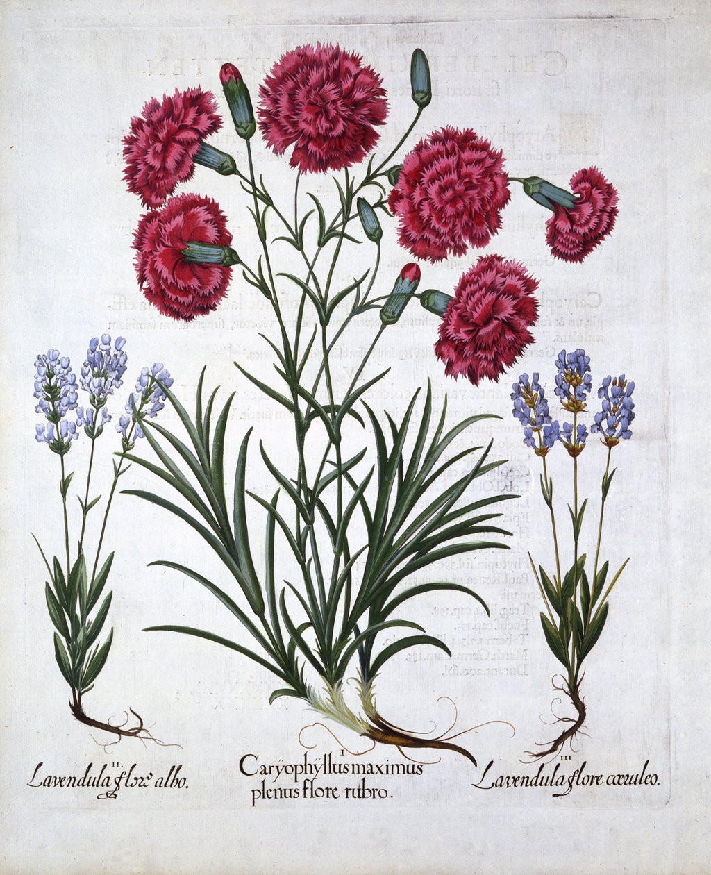 Punainen neilikka ja laventeli, Hortus Eystettensis, kirjoittanut Basil Besler (1561-1629), pub. 1613 (käsinvärinen kaiverrus) tekijältä German School