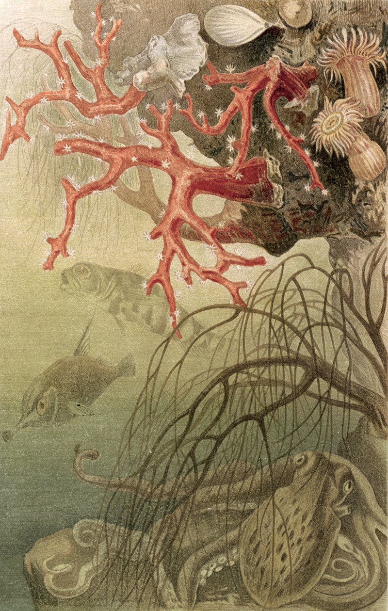 Punainen koralli, levy Brehms Tierlebenistä: Allgemeine Kunde des Tierreichs, vol. 10, s. 608, julkaisija Bibliographisches Institut, 1893 tekijältä German School