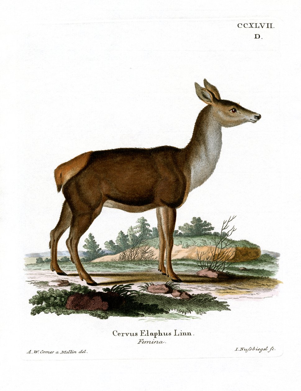 Red Deer (värillinen kaiverrus) tekijältä German School