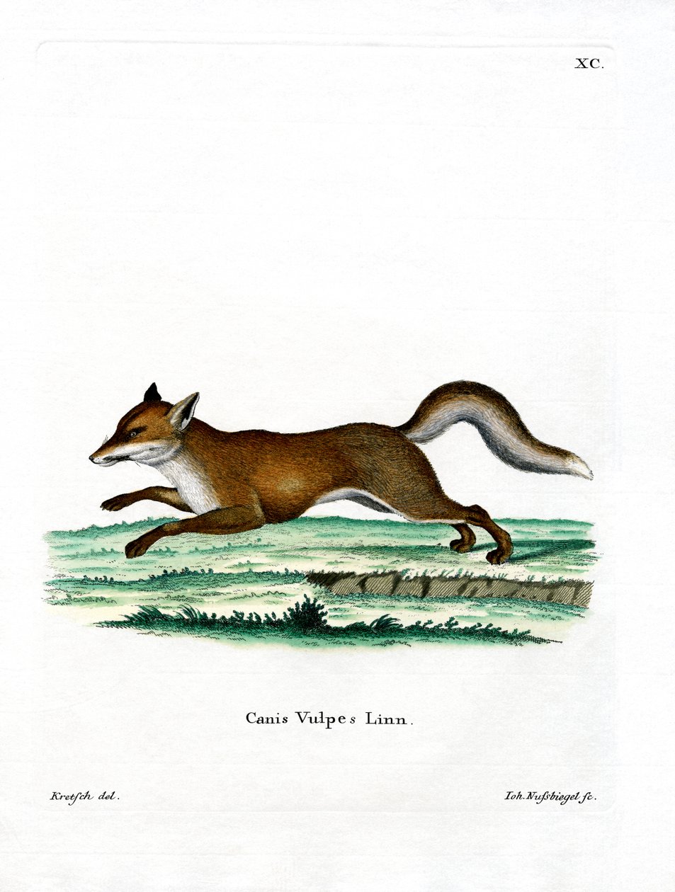 Red Fox (värillinen kaiverrus) tekijältä German School