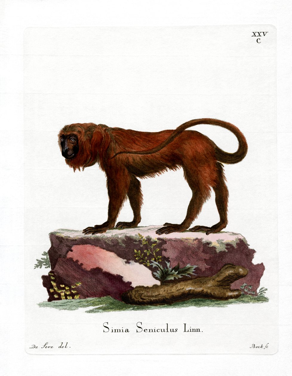Red Howler (värillinen kaiverrus) tekijältä German School