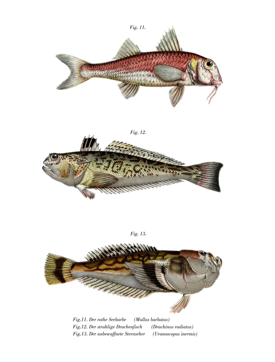 Red Mullet (väri litho) tekijältä German School