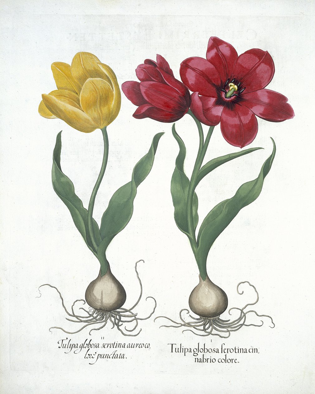 Punainen ja keltainen tulppaani, Hortus Eystettensis, Basil Besler (1561-1629) pub. 1613 (käsinvärinen kaiverrus) tekijältä German School
