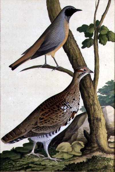 Redstart (Phoenicurus phoenicurus) ja Hazel Hen, n. 1740 (akvarelli paperille) tekijältä German School