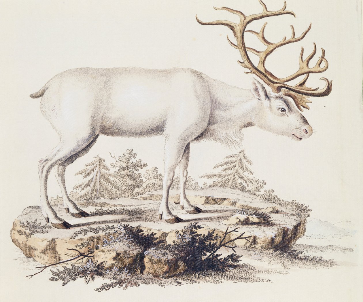 Poro (Cervus tarandus), nisäkkäistä kuvitettu luonnosta kuvauksin, Johann Christian Daniel von Schreber (1739-1810), kaiverrus I Nufsbiegel, osa 5, taulukko 248-C, Saksa tekijältä German School