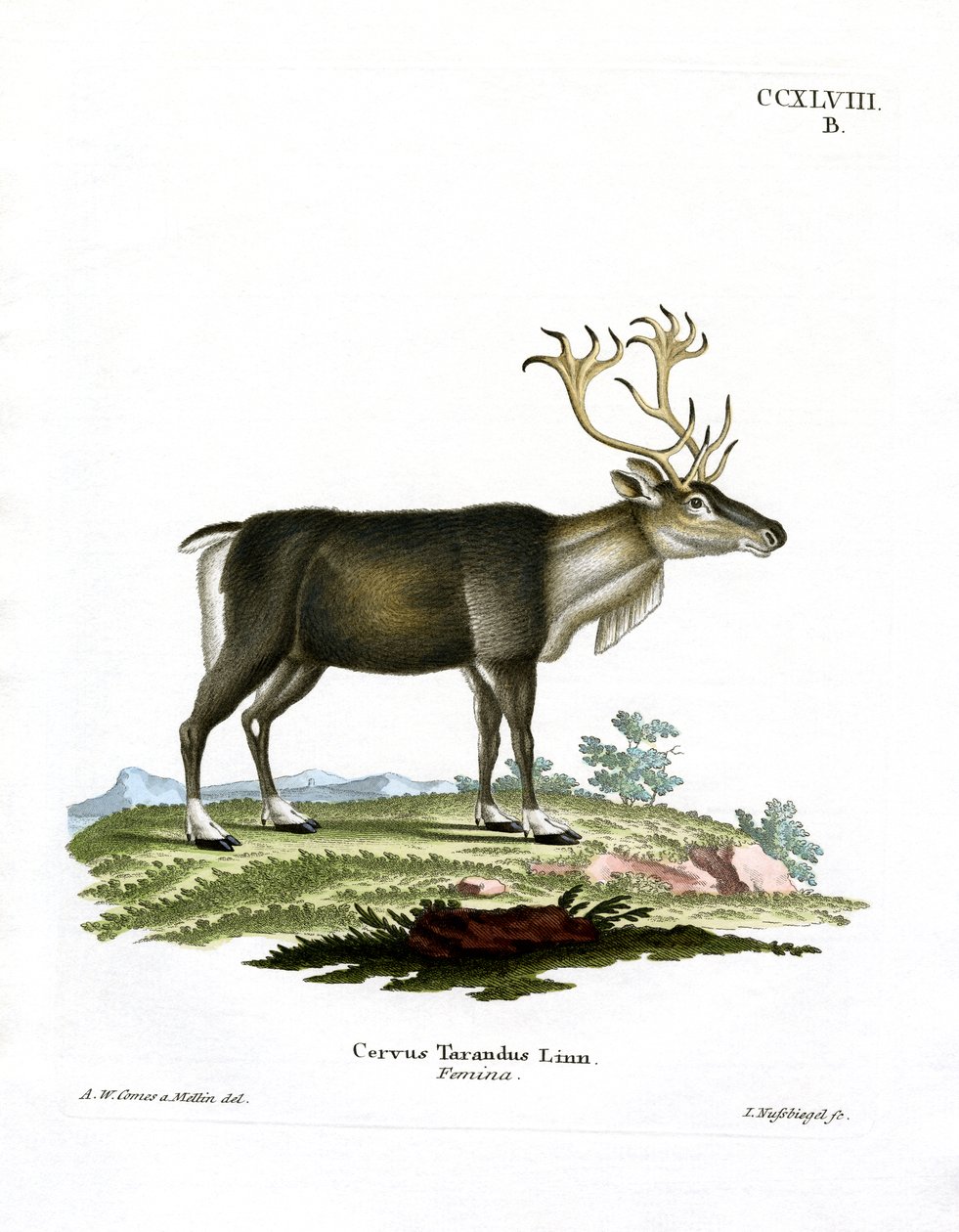 Poro (värillinen kaiverrus) tekijältä German School