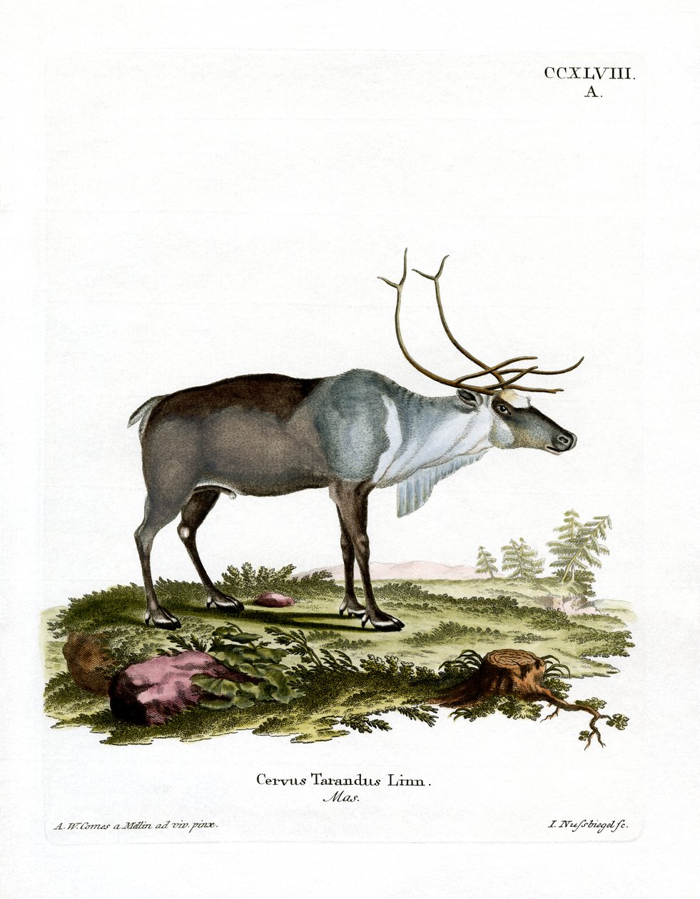 Poro (värillinen kaiverrus) tekijältä German School