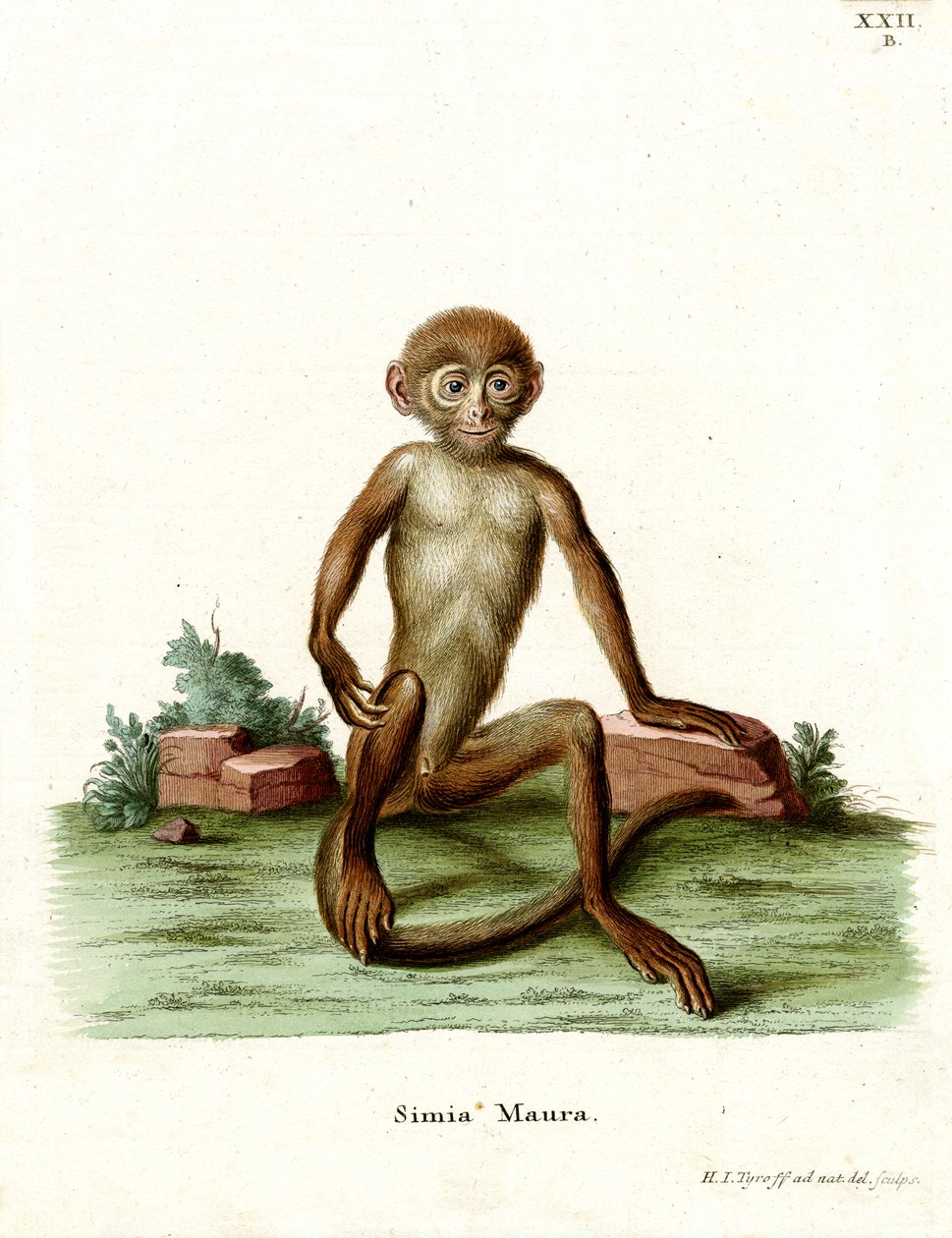 Rhesus-makakki (värillinen kaiverrus) tekijältä German School