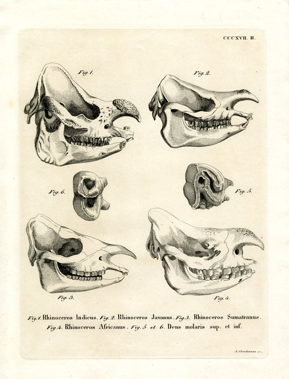Rhino Skulls (värillinen kaiverrus) tekijältä German School