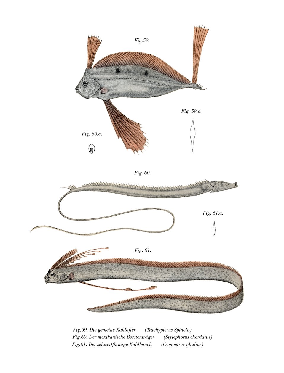 Ribbon Fish (väri litho) tekijältä German School