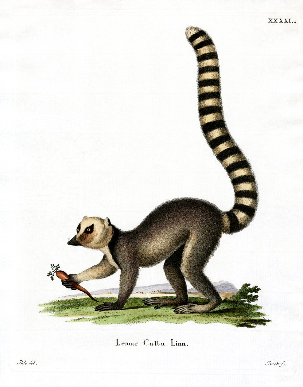 Ring-tailed Lemur (värillinen kaiverrus) tekijältä German School