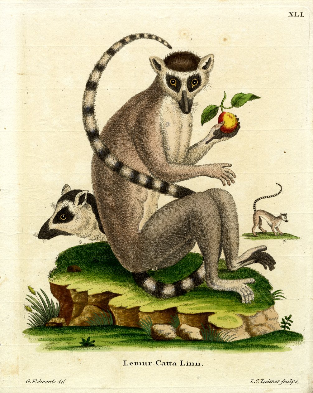 Ring-tailed Lemur (värillinen kaiverrus) tekijältä German School