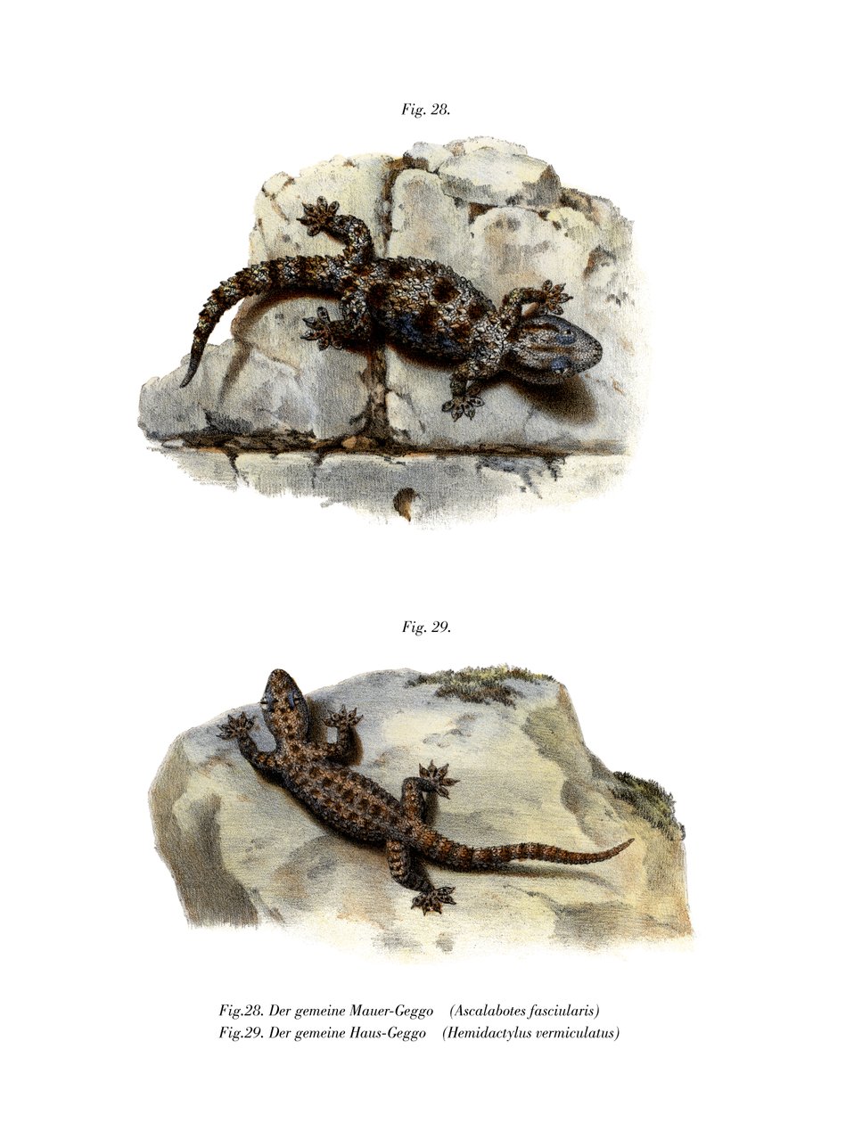 Ringed Wall Gecko (väri litho) tekijältä German School