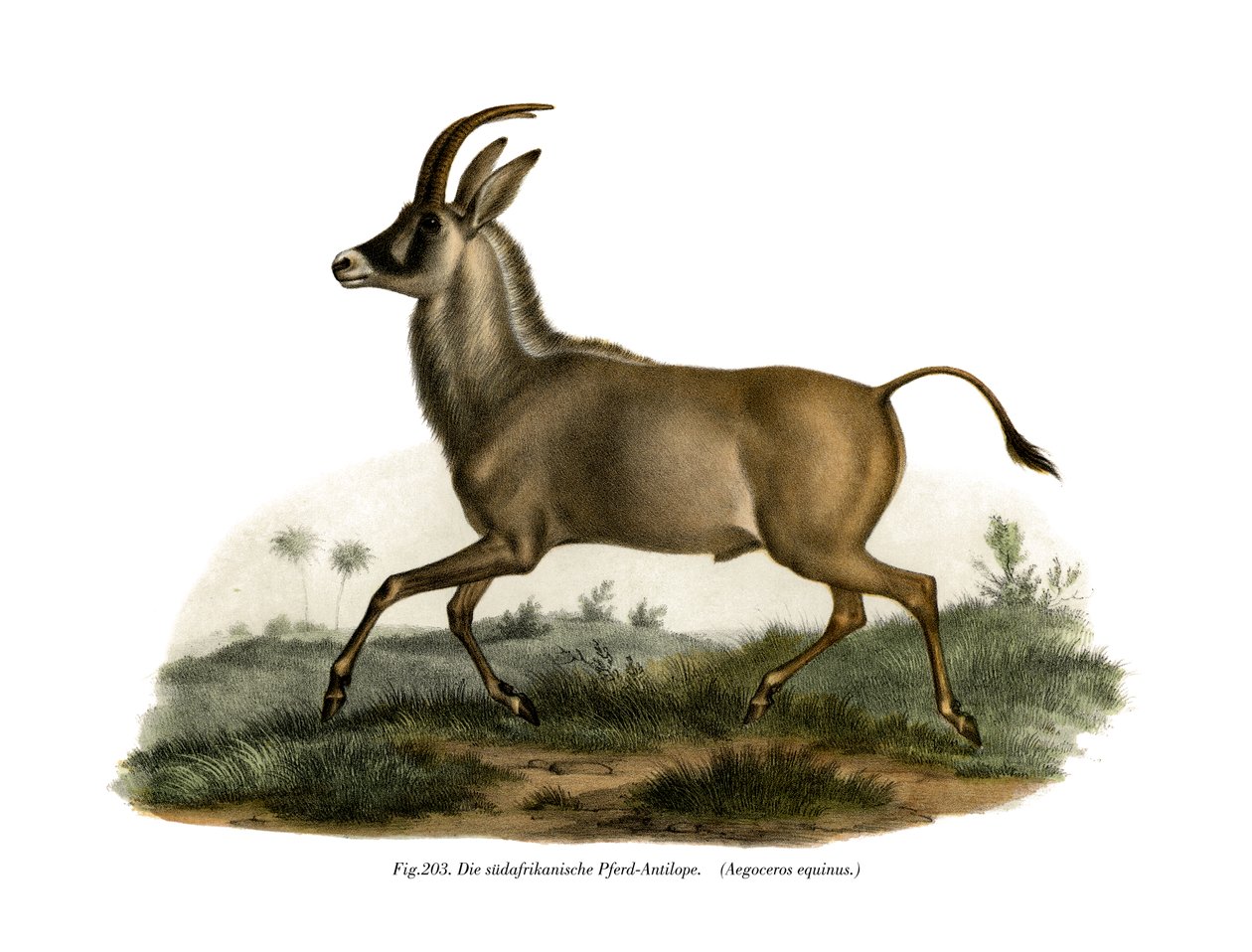 Roan Antelope, 1860 tekijältä German School