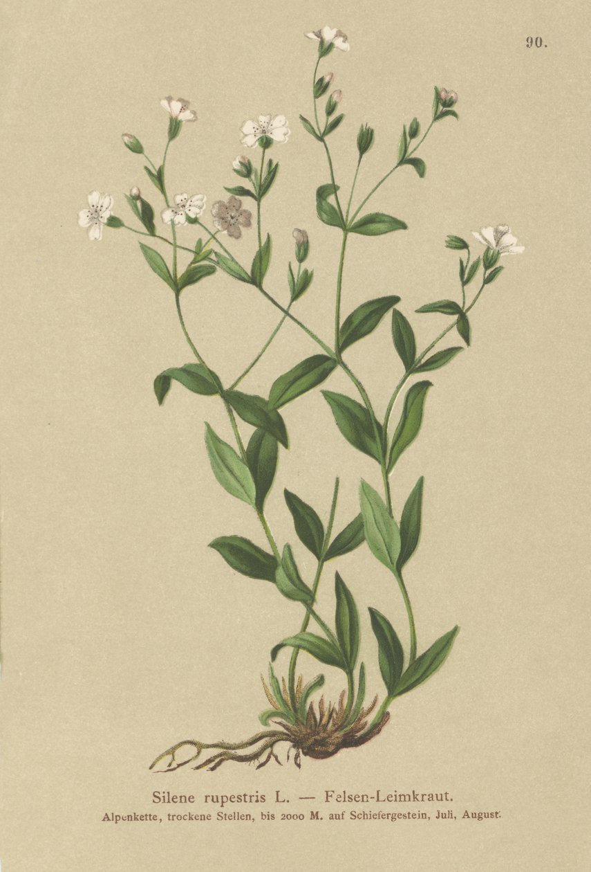 Rock Campion (Silene rupestris) tekijältä German School