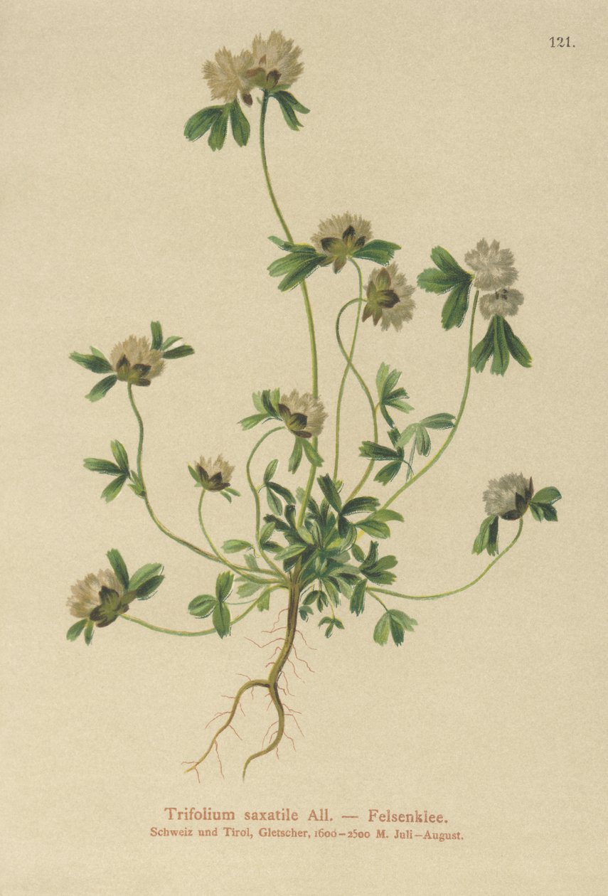 Kiviapila (Trifolium saxatile) tekijältä German School