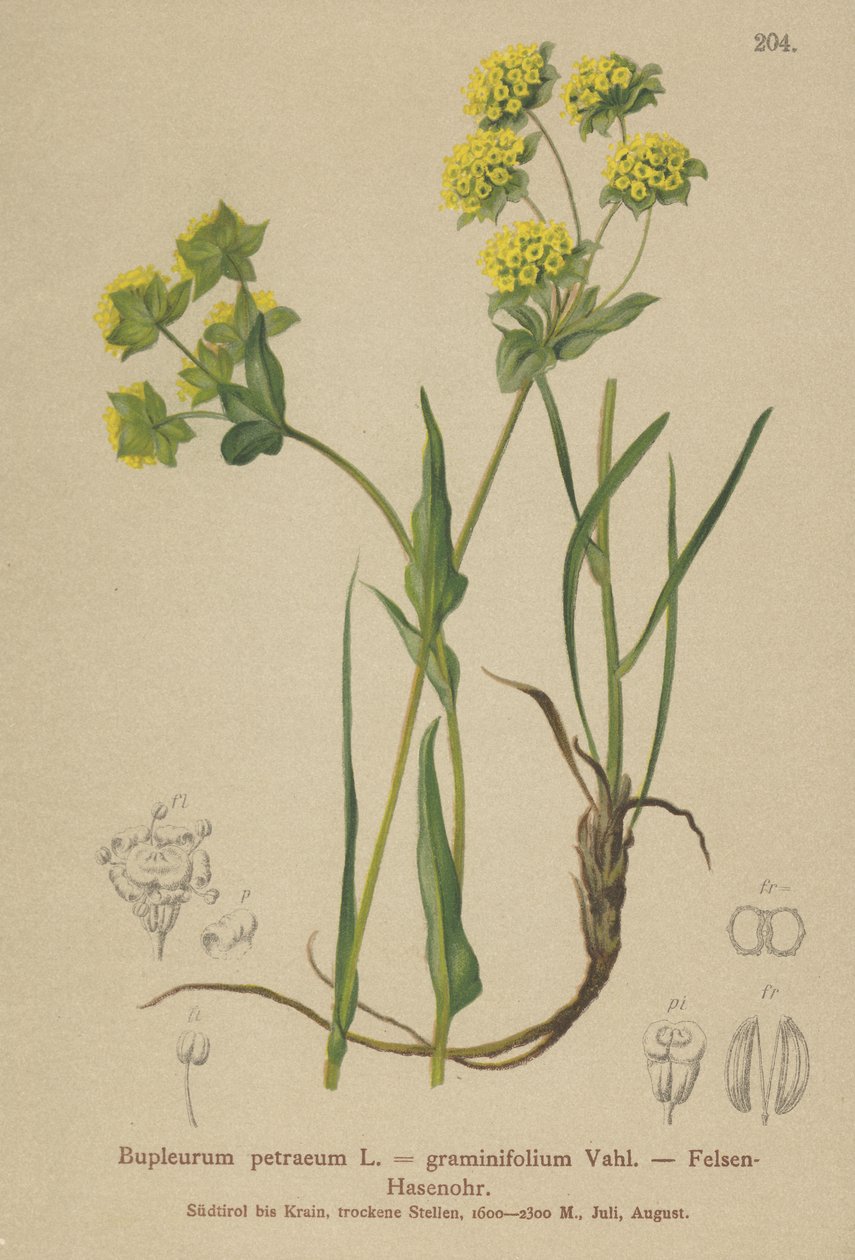 Kivijäniskorva (Bupleurum petraeum, Bupleurum graminifolium) tekijältä German School